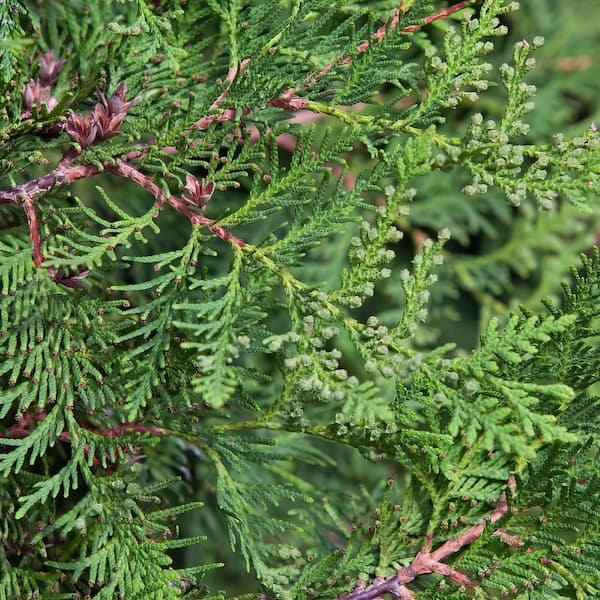 national PLANT NETWORK 1 gal. Arborvitae Green Giant Shrub (8-Pack