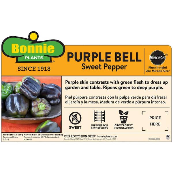19 oz. Purple Bell Pepper Plant