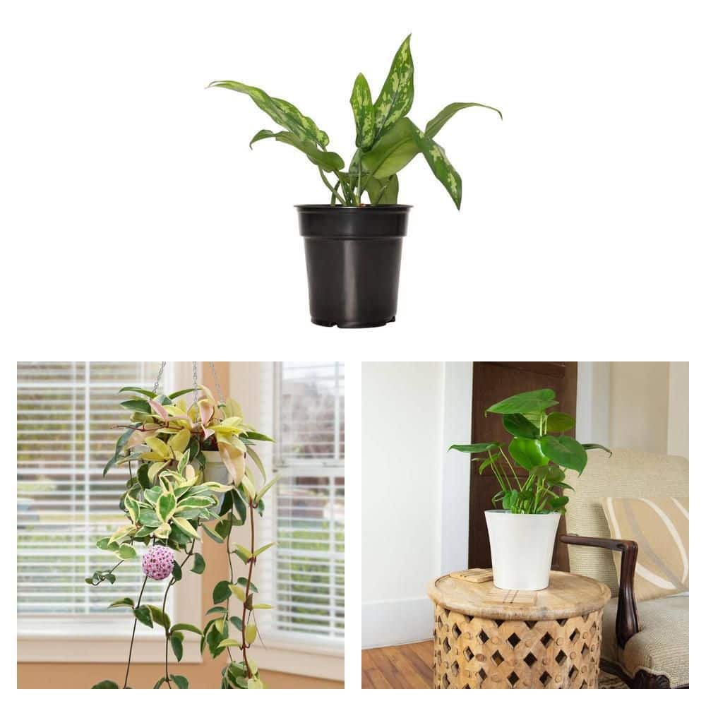 モンステラ national PLANT NETWORK 6 In. Swiss Cheese Plant Monstera Plant in