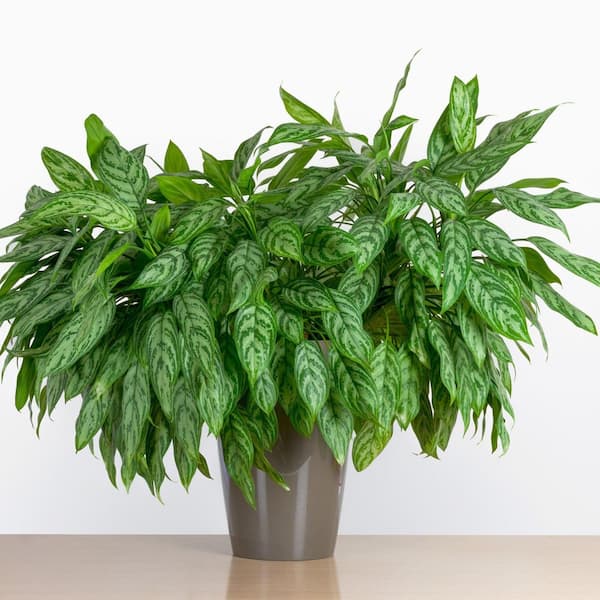 米山舞　everlasting plants national PLANT NETWORK 4 in. Aglaonema Aurora Siam Chinese