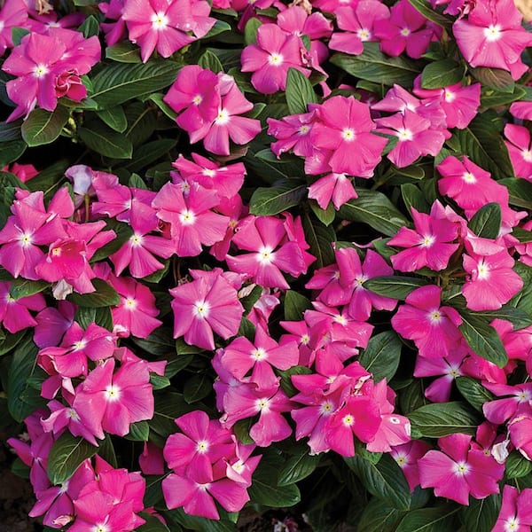 PROVEN WINNERS Cora Pink Vinca (Catharanthus) Live Plant, Bright Pink Flowers with a White Center, 4.25 in. Grande