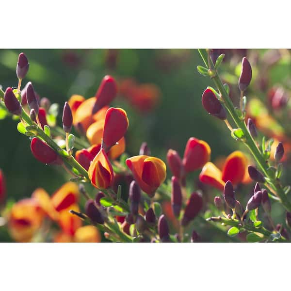 BELL NURSERY 3 Gal. Pomona Scotch Broom (Cytisus) Live Shrub with Orange and Apricot Flowers (2-Pack)