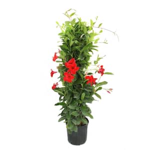 Grower's Choice Outdoor Mandevilla Teepee Bush in 12 in. Grower Pot, Avg. Shipping Height 5 ft. Tall