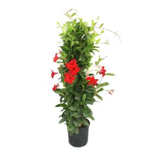 Grower's Choice Outdoor Mandevilla Teepee Bush in 12 in. Grower Pot, Avg. Shipping Height 5 ft. Tall
