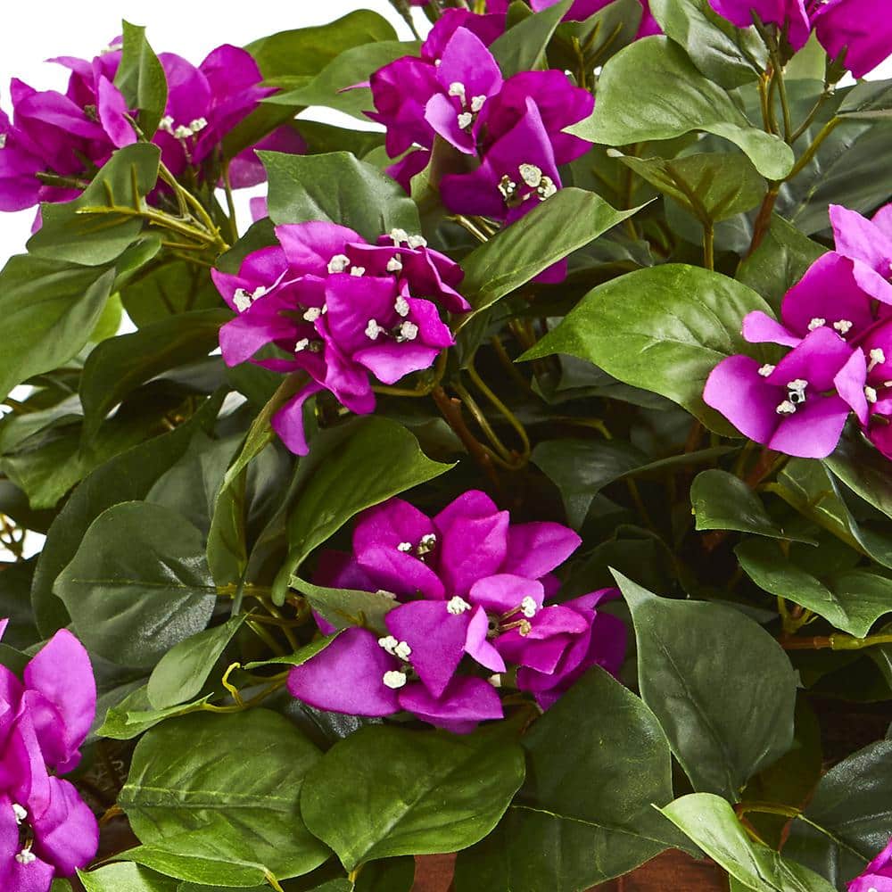 Elegant Outdoor Bougainvillea in Wooden Hanging Basket