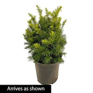 1.50 Gal. Pot Densiformis Spreading Yew (Taxus), Live Evergreen Shrub (1-Pack)