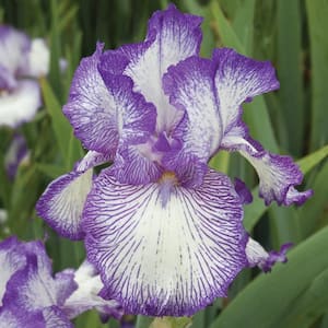 2 QT Iris 'Earl Of Essex' White Perennial Plant