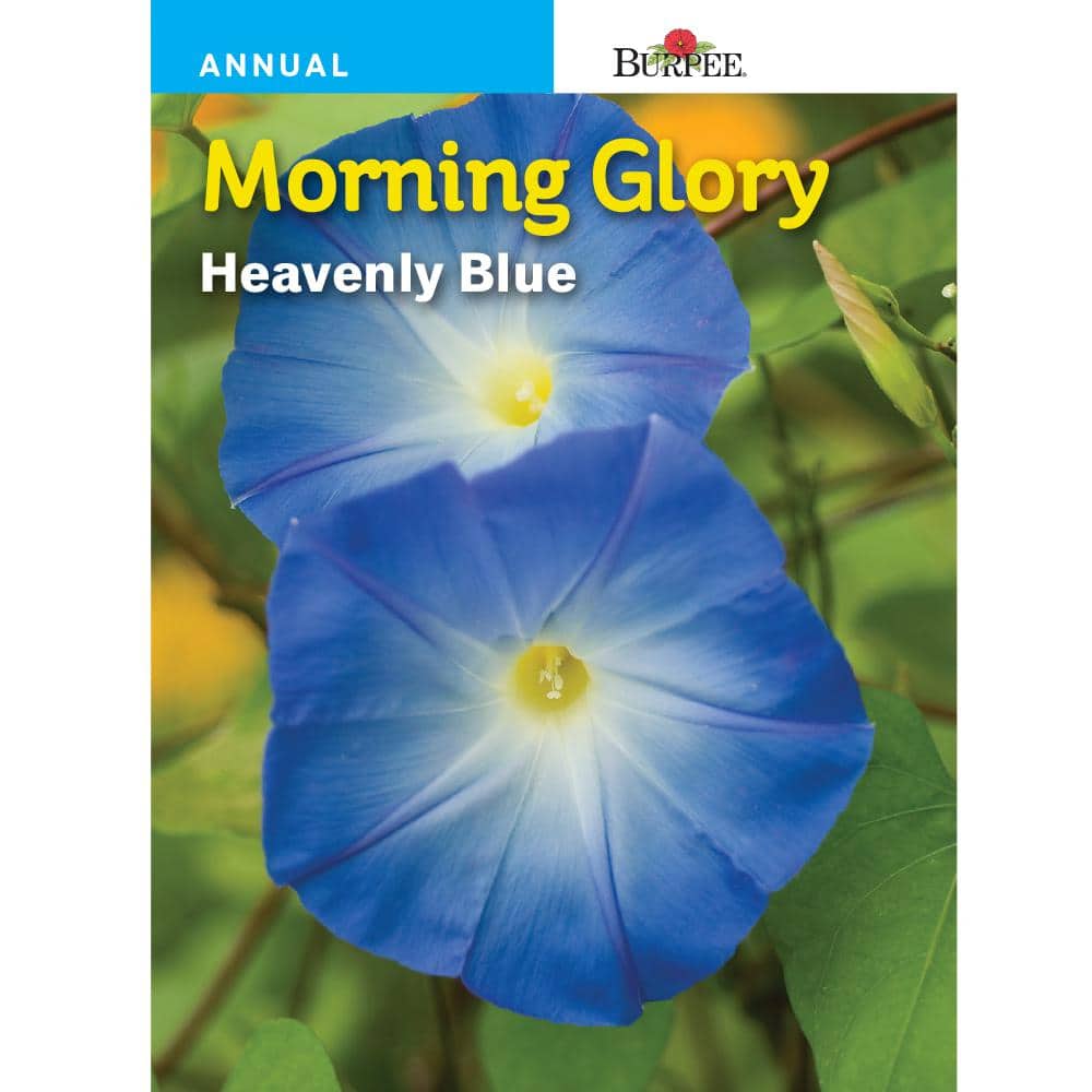 heavenly blue morning glory seed pod