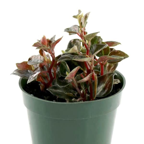 national PLANT NETWORK 4 in. Peperomia Metallica Plant in Grower