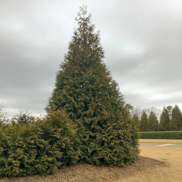 Spring Hill Nurseries 36 in. Plus to 48 in. L Green Giant Arborvitae Dormant Bare Root Evergreen Starter Shrub (1-Pack)