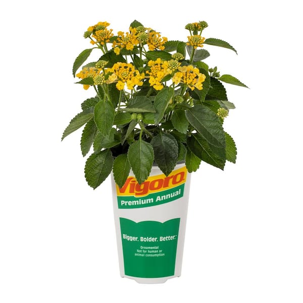 Vigoro 1.5 PT Lantana 'Bandana Lemon Zest' Yellow Annual Plant