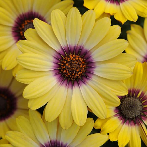 national PLANT NETWORK 2.5 in. Yellow Bloom Blue Eyed Beauty African Daisy Plant (3-Piece)