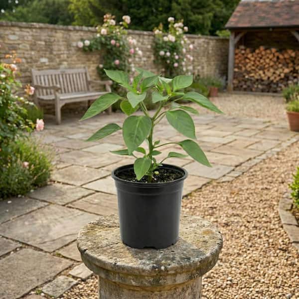 glass plant pots Lucy main image 0