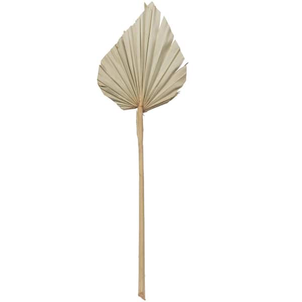 Vickerman 20 in. Green Preserved Palm Spear, 50 Per Pack
