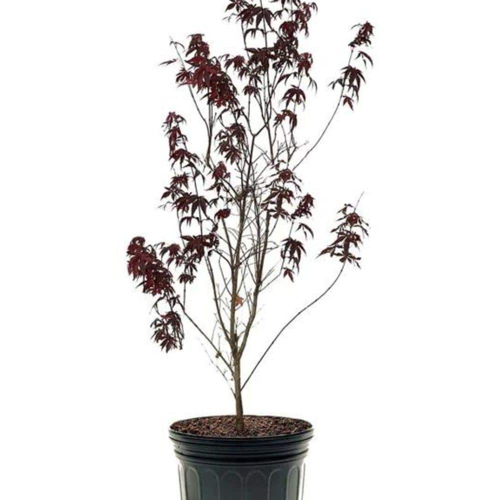 Johnny&#39;s - めーぷる Buy Acer elegantum x palmatum 'Johnnie's Giant' Japanese