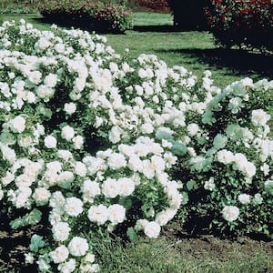 White Meidiland Groundcover Rose, Dormant Bare Root Plant with White Color Flowers (1-Pack)