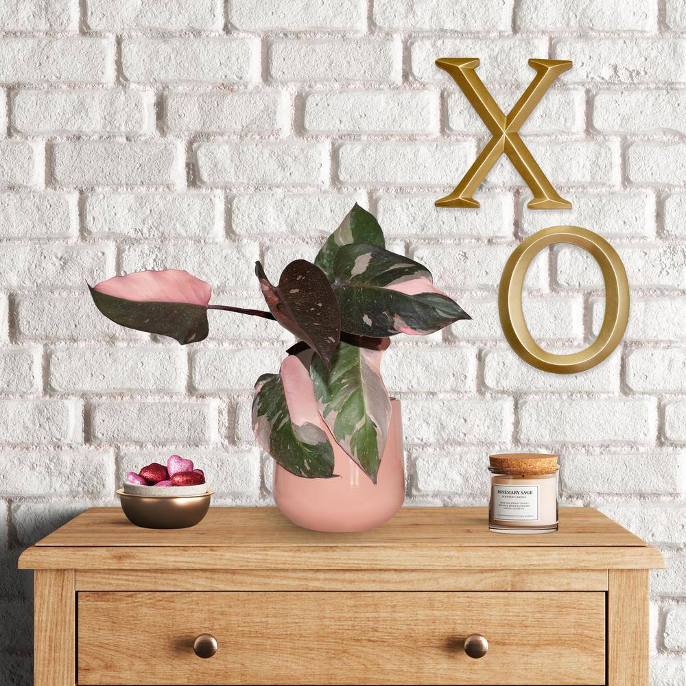 4 in. Pink Princess Philodendron Plant in Black Planter