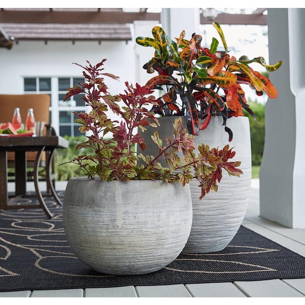 norfolk pine potted plant Norfolk Island Pine Tree, 4-Inch Pot – AmericanPlantExchange main image 0