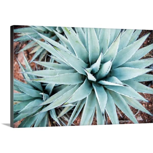 GreatBigCanvas "Agave Plant, Sedona AZ" by Circle Capture Canvas Wall Art