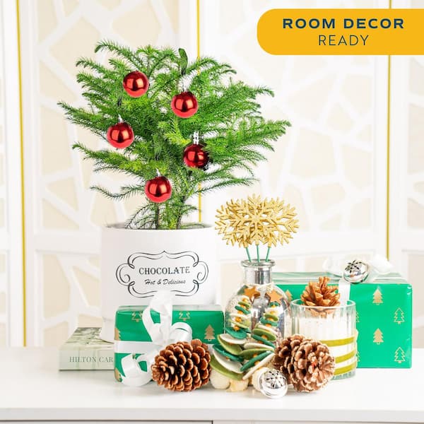 Norfolk Island Pine Indoor Plant in 6 in. White Ceramic Planter, Avg. Shipping Height 1-2 ft. Tall