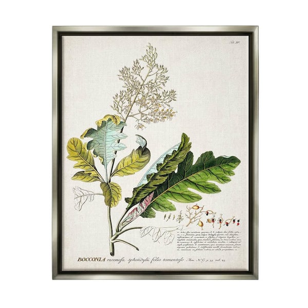 The Stupell Home Decor Collection Botanical Plant Illustration Leaves Vintage by World Art Group Floater Frame Nature Wall Art Print 21 in. x 17 in. .