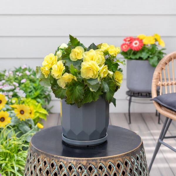 Vigoro 2 qt. Begonia Solenia Yellow Annual Plant 1005991404 - The
