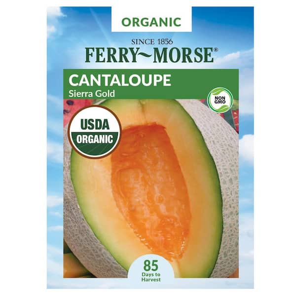 Organic Cantaloupe Sierra Gold Fruit Seed
