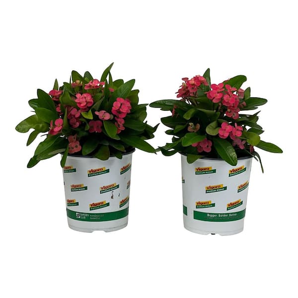 plants for air purification Buy Best 6 Air Purifying Indoor Plants Pack online from Nurserylive at  lowest price