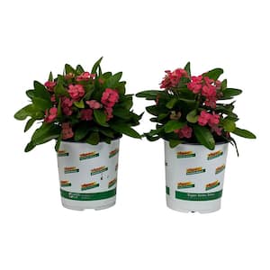 2.5 Qt. Crown of Thorns Plant Pink Flowers in 6.33 In. Grower's Pot (2-Plants)