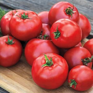 2 in. Pot Gurney Girl's Best Hybrid Tomato Plant, Live Potted Vegetable Plant (1-Pack)