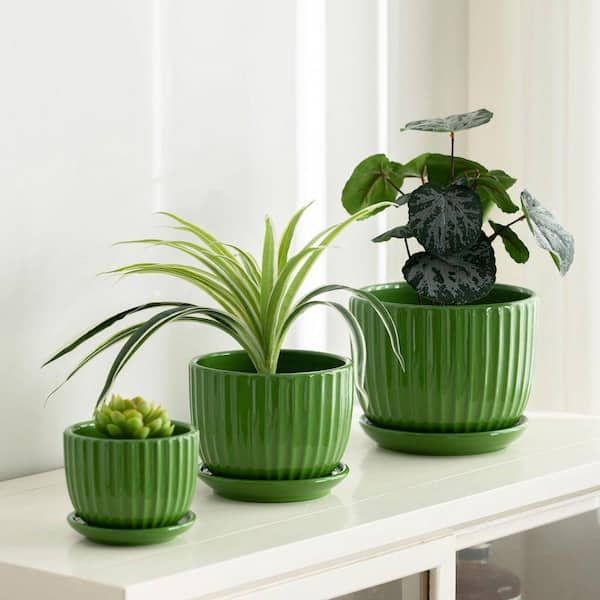 pot aloe vera plant Aloe Vera Plant for Sale | Shop Houseplants for Sale