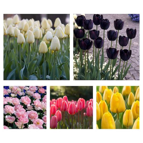 Tulip Bulbs Ivory, Queen Of Night, Angelique, Cosmopolitan, Golden Apeldoorn (5-Pack)