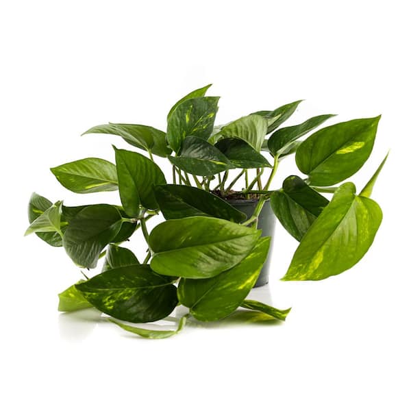 Plants by Post 6 in. Jade Pothos Plant in Grower Pot