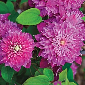 3 in. Pot Kaiser Clematis, Live Potted Perennial Vine with Pink Flowers (1-Pack)