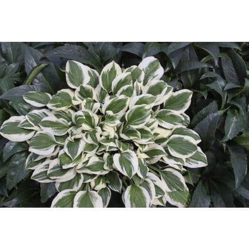 2.5 Qt. Hosta White Variegated Leaf in 6.3 in. Grower's Pot (2-Pack)