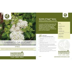 2 Gal. Sprinkle of Sugar Spirea (Spiraea) Live Shrub with White Flowers