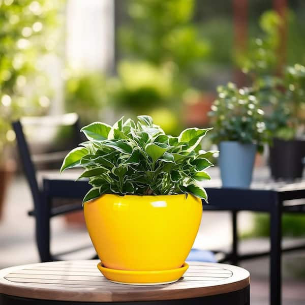 Yellow Ceramic Indoor/Outdoor Planter with Saucer (6.3 in. W x 4.4