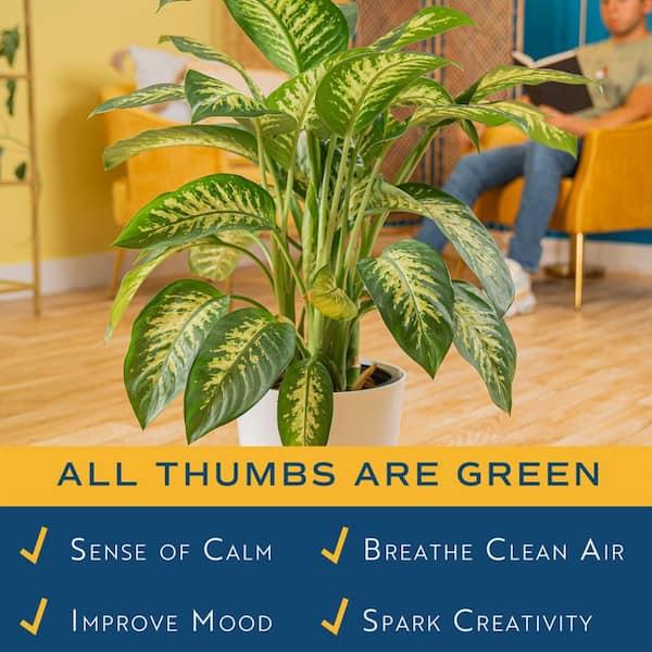Have a question about Costa Farms Dieffenbachia Indoor Plant in 10