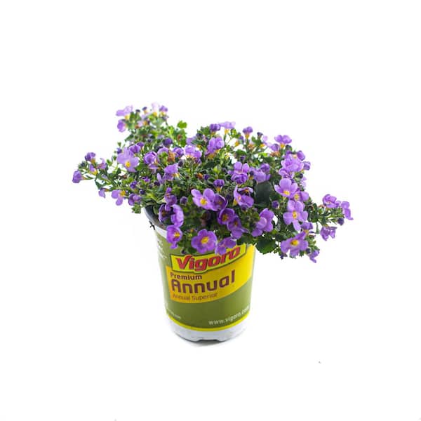 Vigoro 1 qt. Assorted Color Bacopa Annual Plant