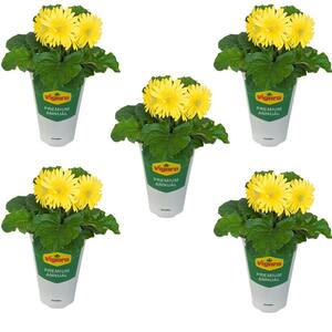 1 qt. Gerbera Daisy Annual Plant with Yellow Flowers (5-Pack)