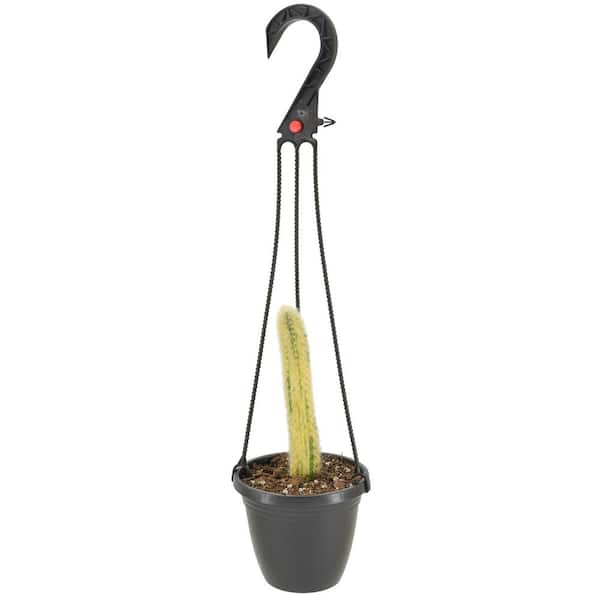 4 in. Monkey Tail Variegated Cactus in Brown Plastic Hanging Basket