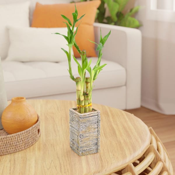 Arcadia Garden Products Live 5-Stem Lucky Bamboo in 2.5" Aged Wood, Light