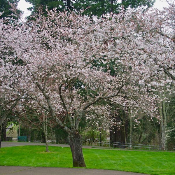 Unbranded 5 gal. Tulare Cherry Tree