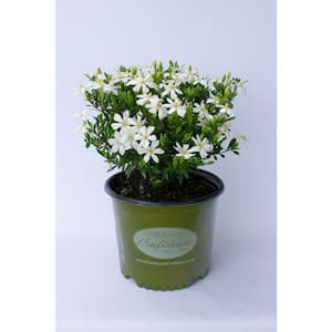 2 Gal. Echo Swan Maiden Gardenia, Live Evergreen Shrub, White Fragrant Blooms