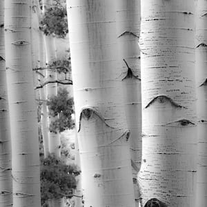 54 in. x 54 in. "Birches in Grey I" by Rick Cotter Wall Art