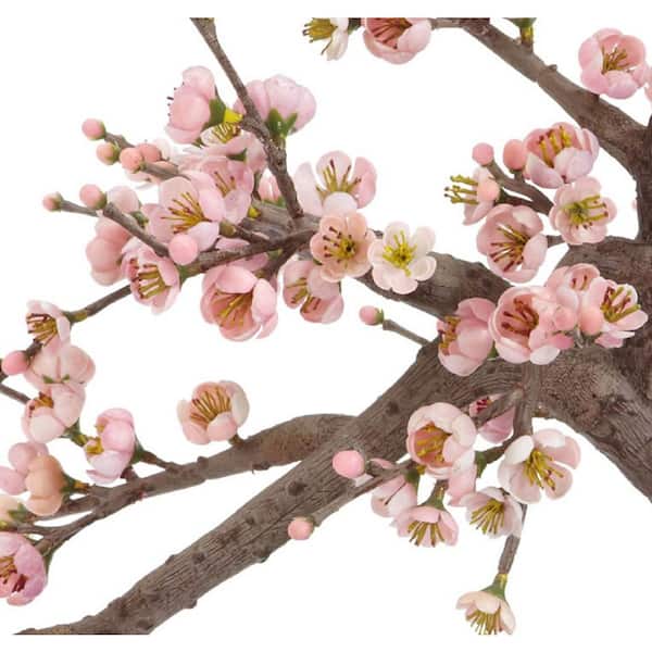 live cherry blossom bonsai