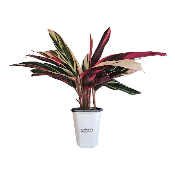 1.5 Pint Stromanthe Triostar House Plant