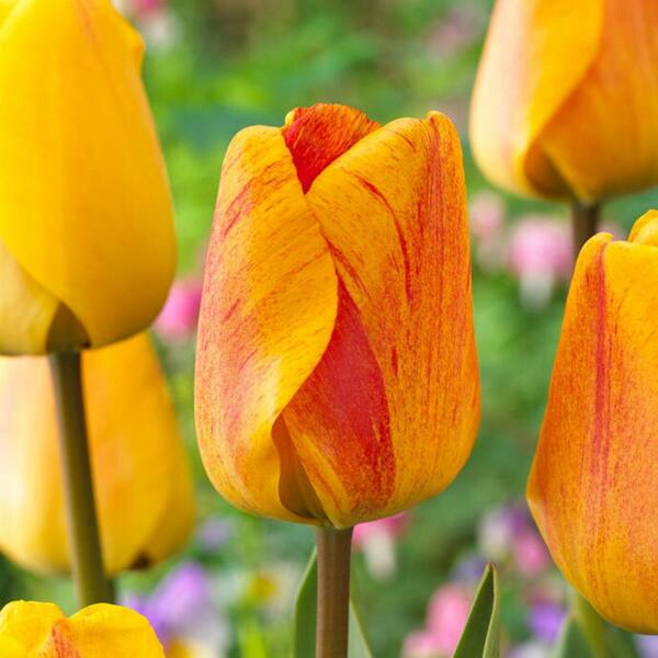 Garden State Bulb 12/+ cm, Beauty of Apeldoorn Darwin Hybrid Tulip Flower Bulbs, Orange (Bag of 100)