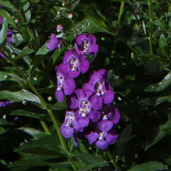 PROVEN WINNERS Angelface Blue Summer Snapdragon (Angelonia) Live Plant, Blue-Purple Flowers, 4.25 in. Grande