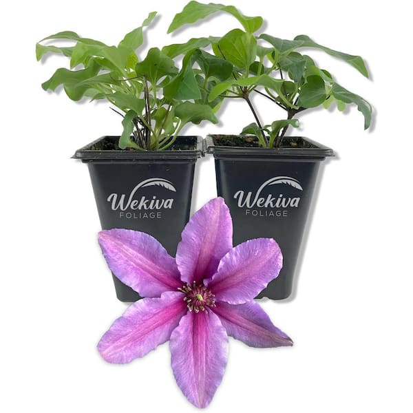 Clematis Tumaini-2 Live Starter Plants in 2 in. Growers Pots-Starter Plants Ready for The Garden-Rare Clematis